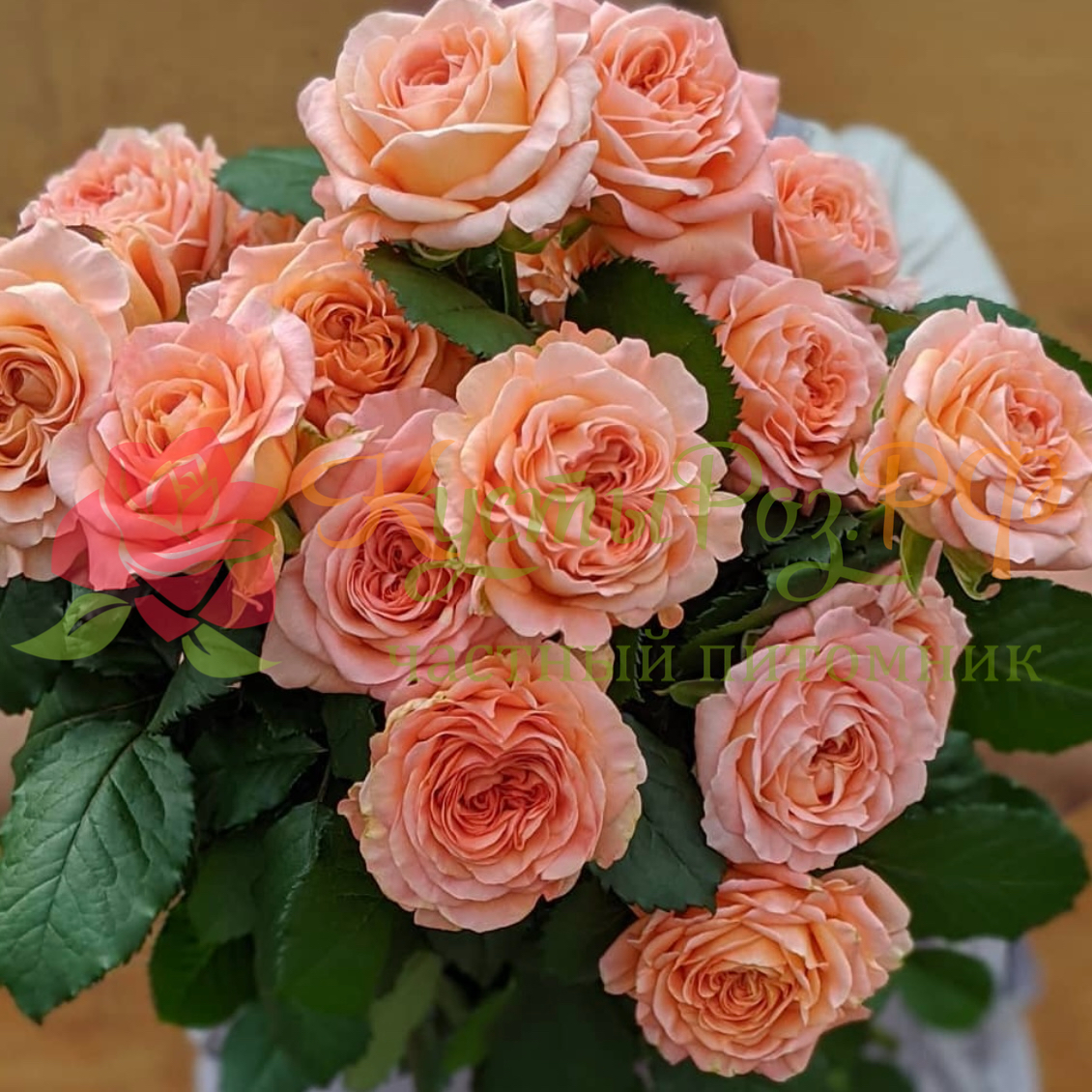 Априкот Лейс (Apricot Lace) в Пензе