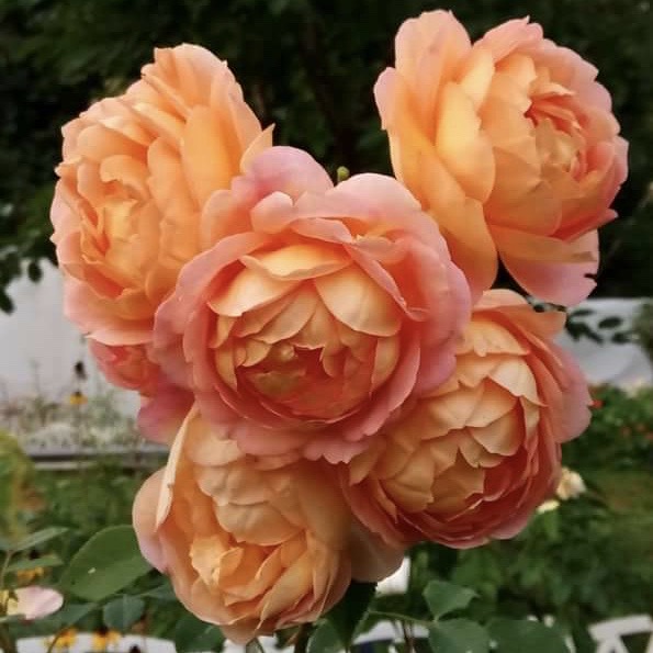 Леди оф Шалотт (Lady of Shalott) в Пензе