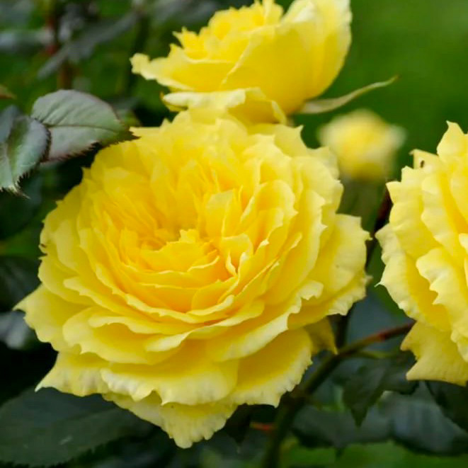 Чайна Гёрл (China Girl) в Пензе