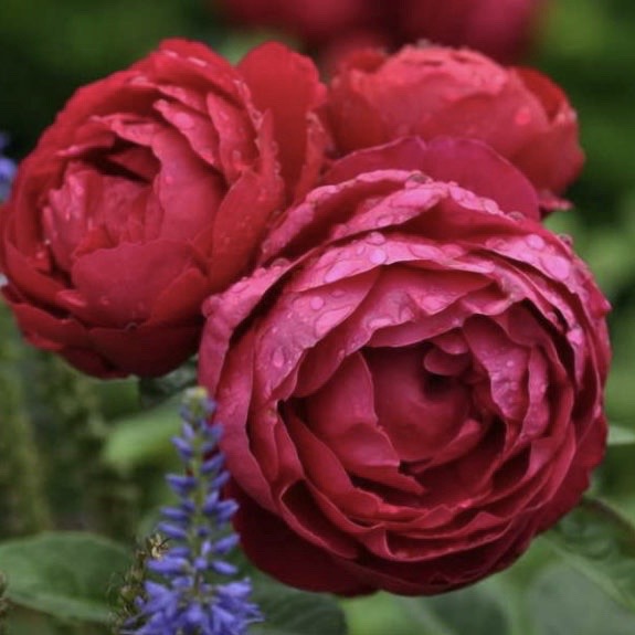 Аскот (Ascot ) в Пензе