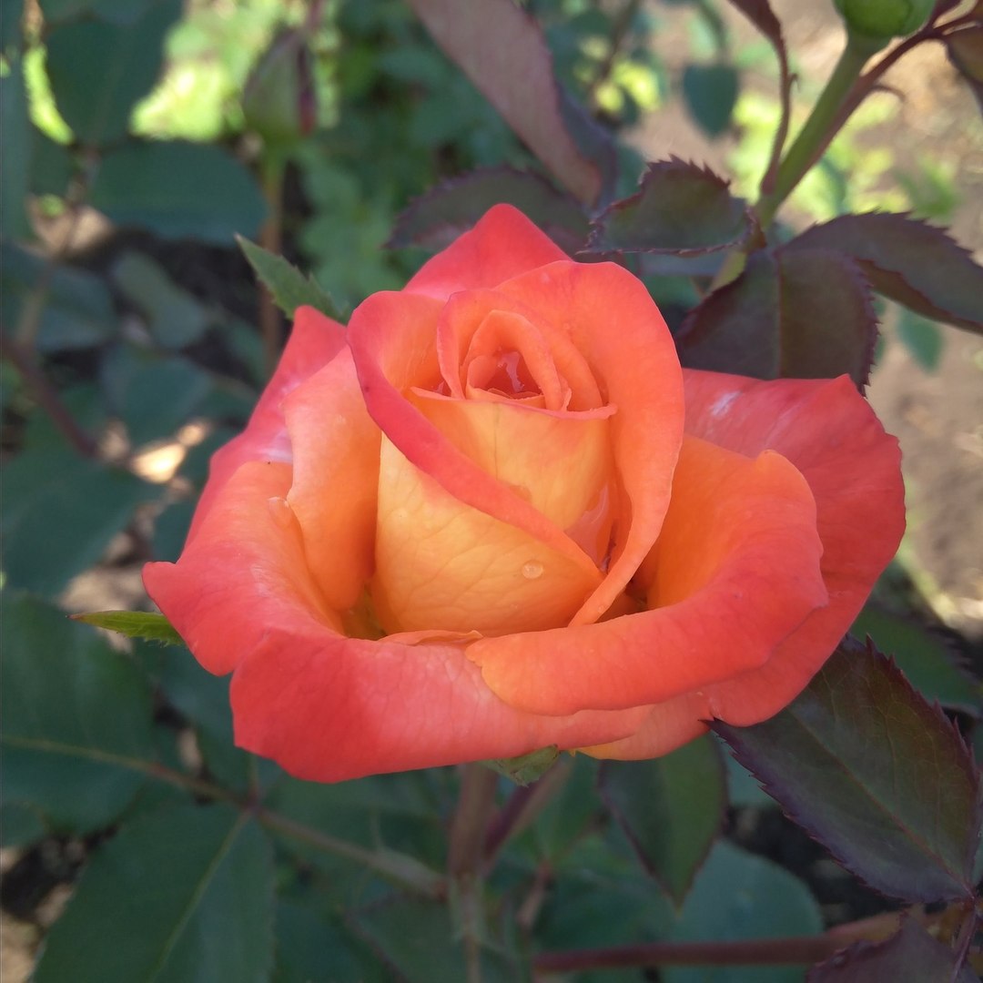 Тропикана (Tropicana) в Пензе