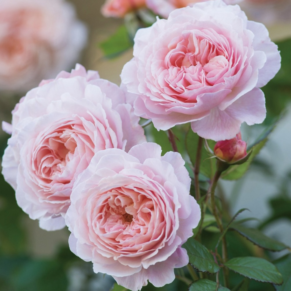 Э Шропшир Лэд  (A Shropshire Lad) в Пензе