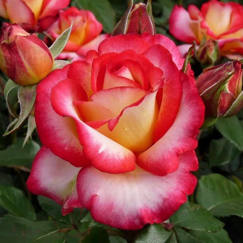 Лео Ферре (Leo Ferre) в Пензе