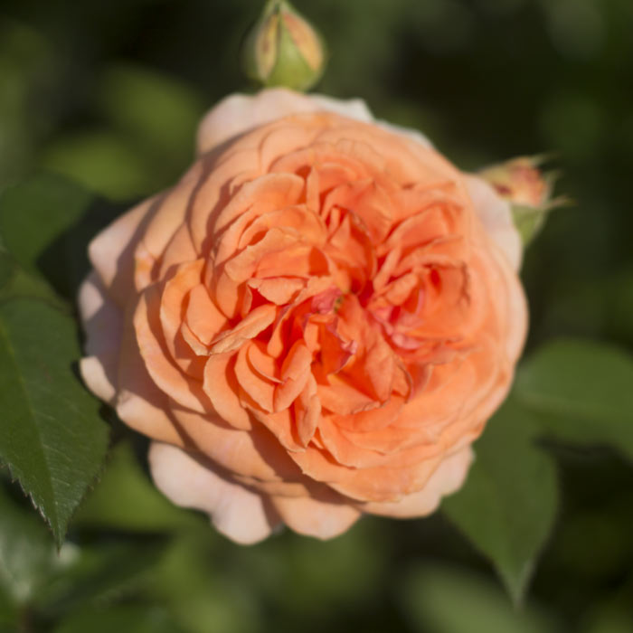 Краун Принцесса Маргарет (Crown Princess Margaretha) в Пензе