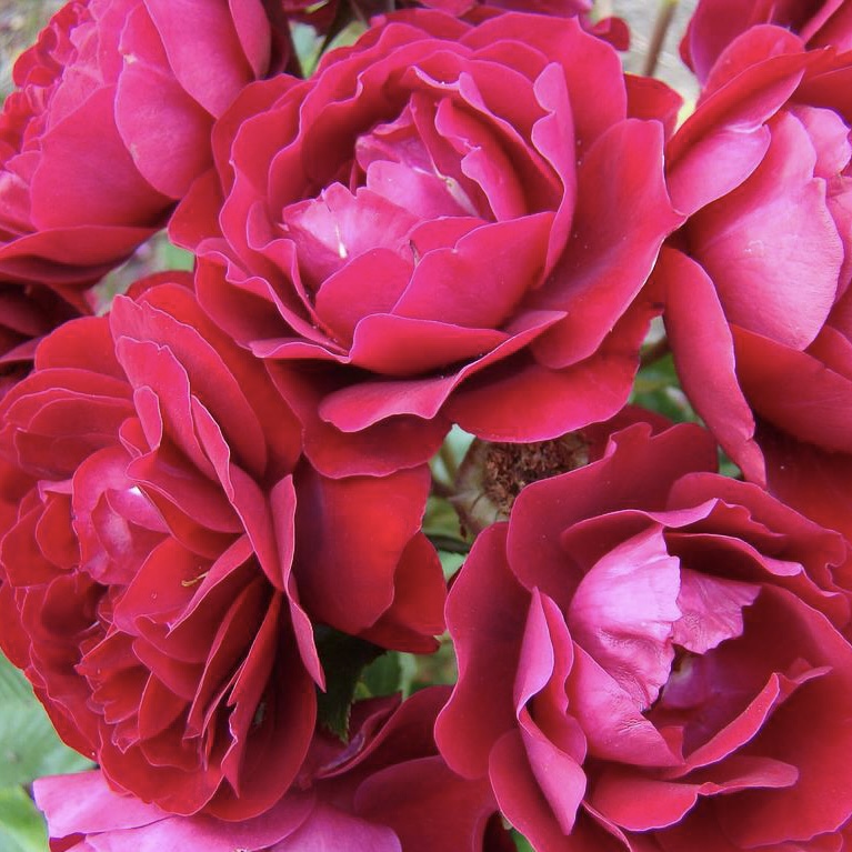 Ред Абунданс (Red Abundance) в Пензе