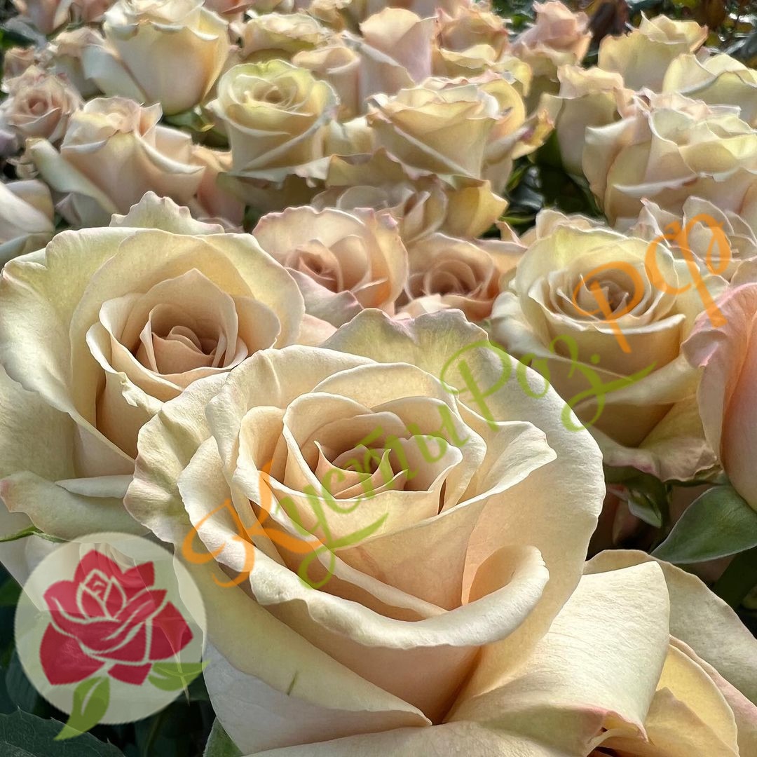 Брют (Brut) в Пензе