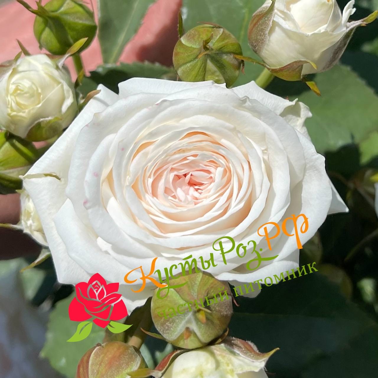 Эксклюзив Сенсейшен (Exclusive Sensation) в Пензе