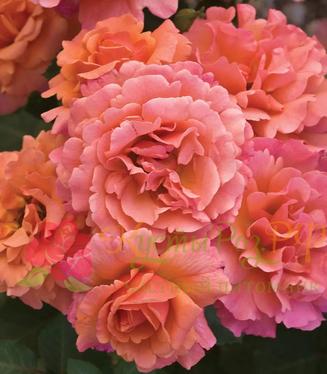 Изи даз Ит (Easy Does It) в Пензе