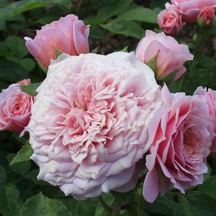 Уильям Кристи (William Christie) в Пензе