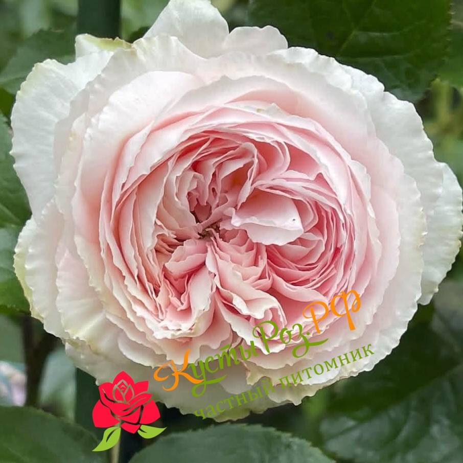 Хиори (Hiyori) в Пензе