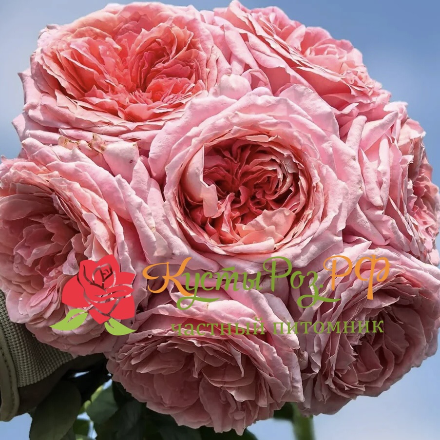 Анна-Софи Пик (Anne-Sophie Pic) в Пензе