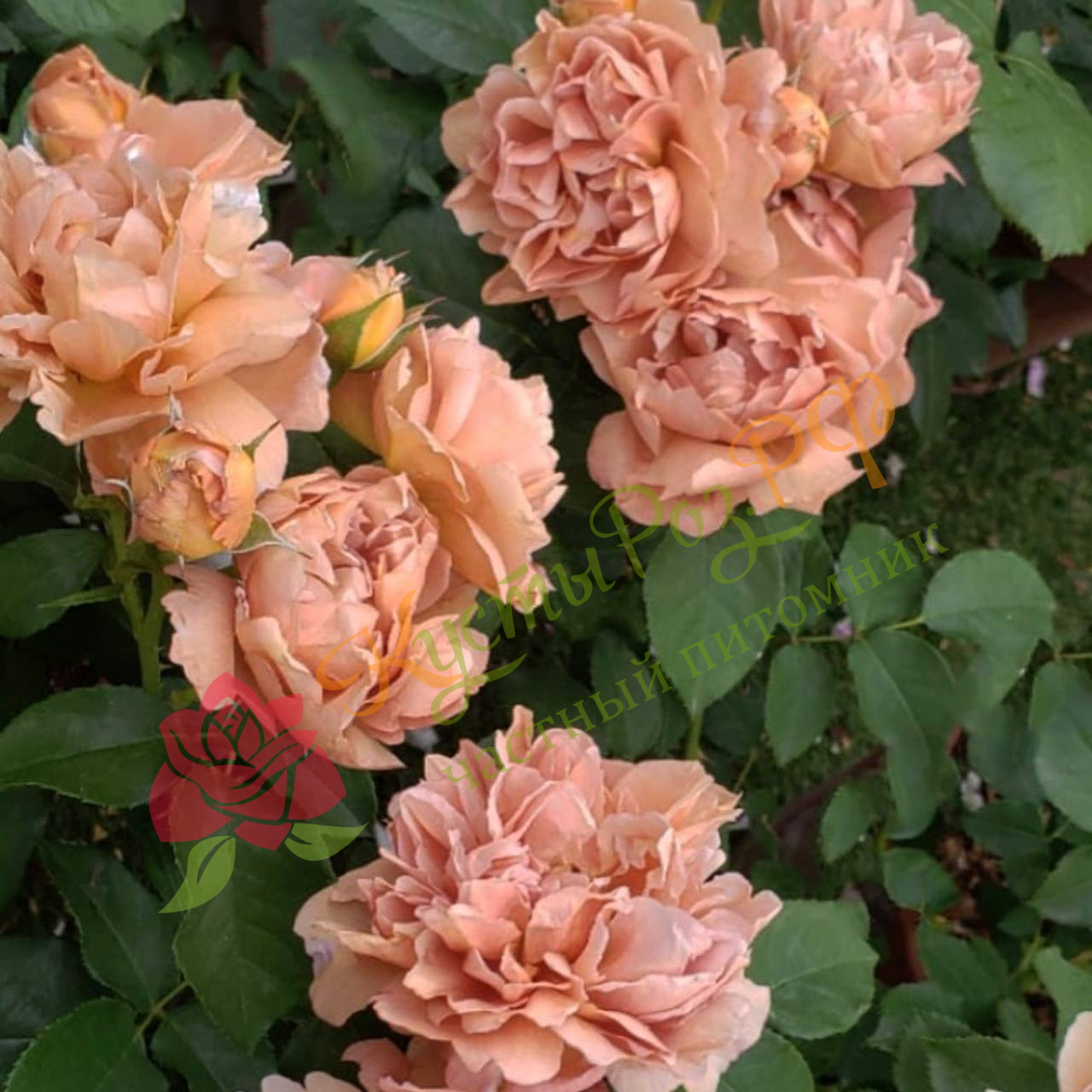 Кафе (Cafe) в Пензе