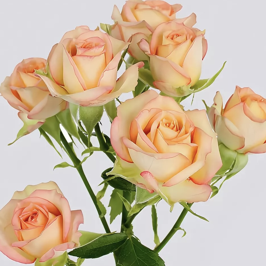 Азор (Azore) в Пензе