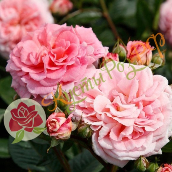 Амаретто (Amaretto) в Пензе