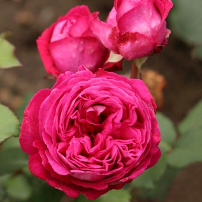 Фрайфрау Каролина в Пензе