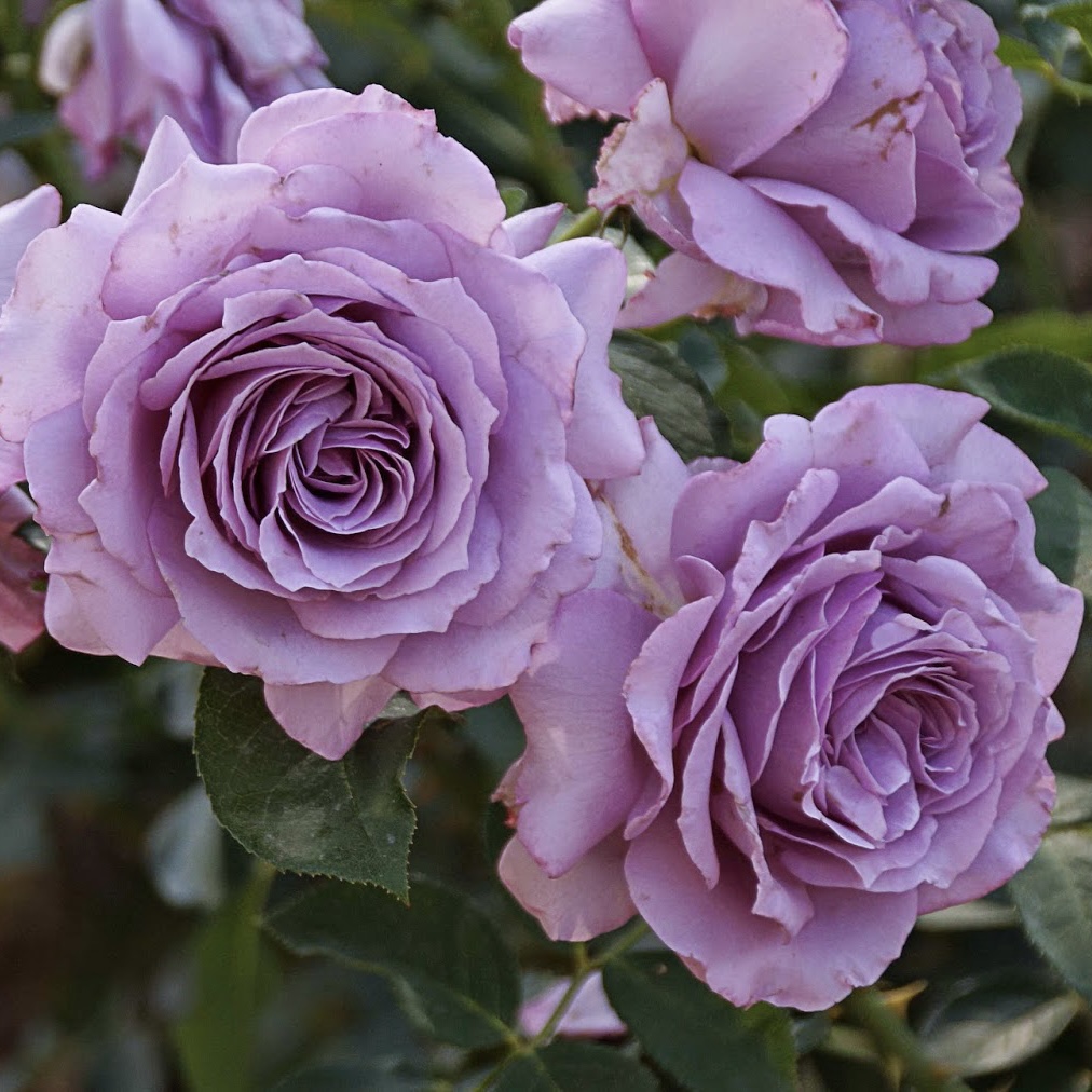 Лав Сонг в Пензе