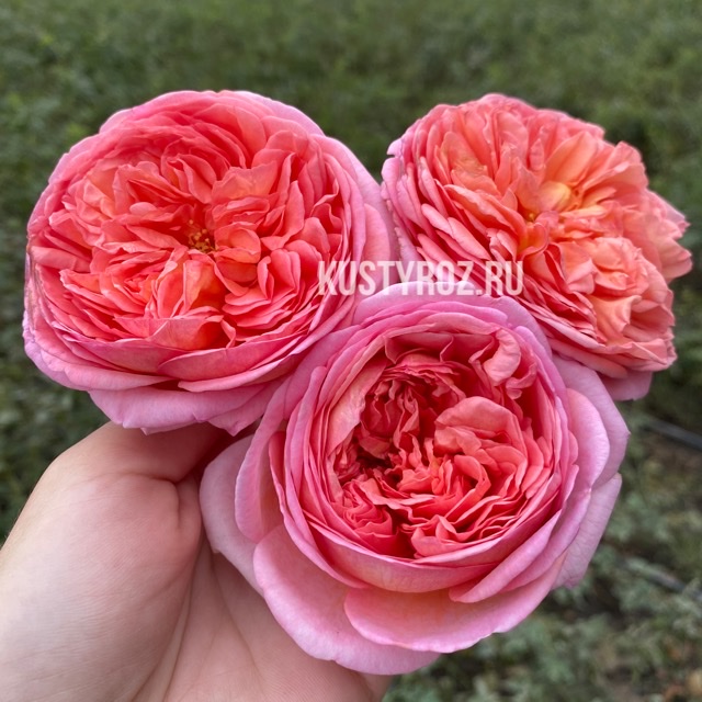 Абрахам дерби (Abraham Darby) в Пензе