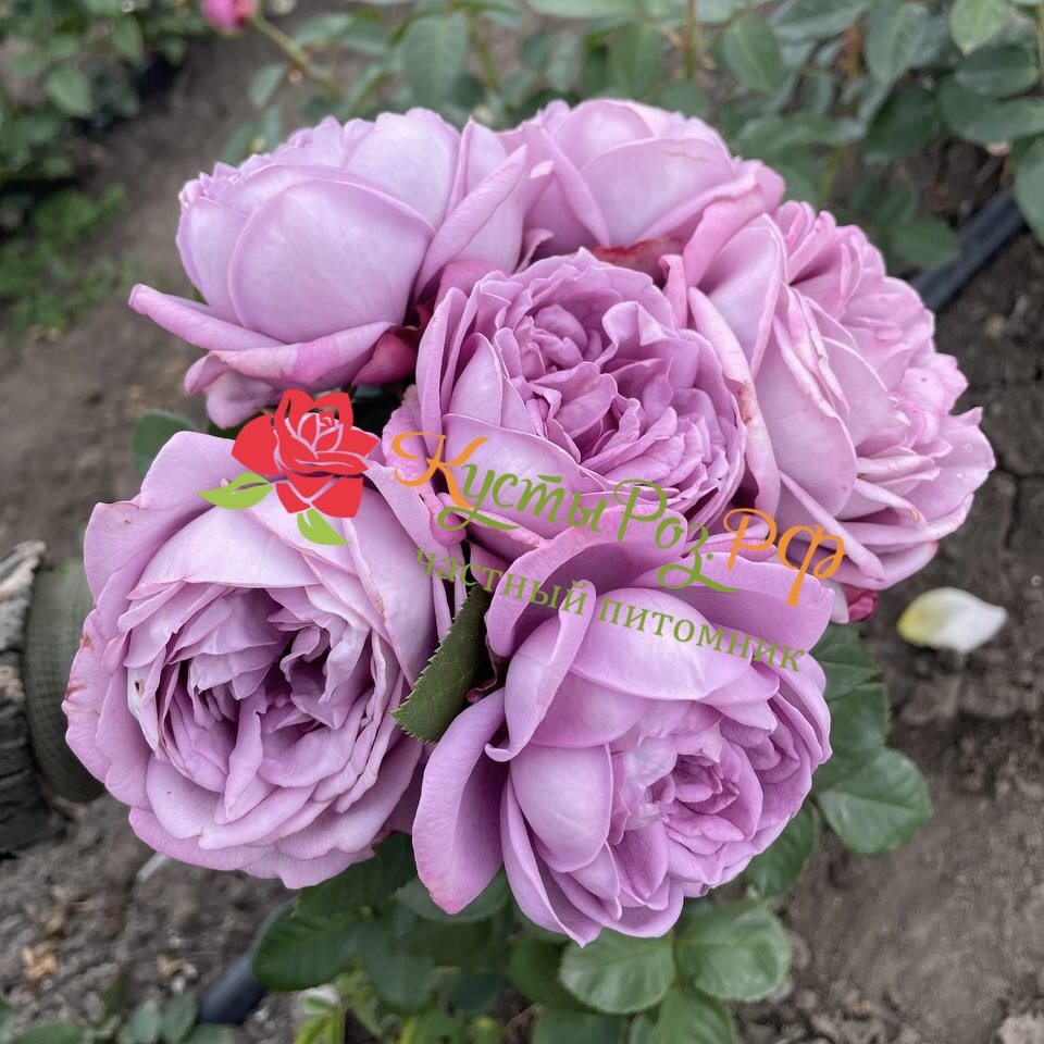 Кинда Блю (Kinda Blue) в Пензе