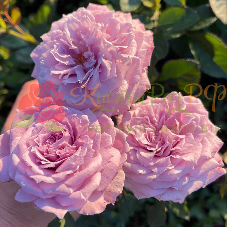 Лавендер Кристалл (Lavender Crystal) в Пензе