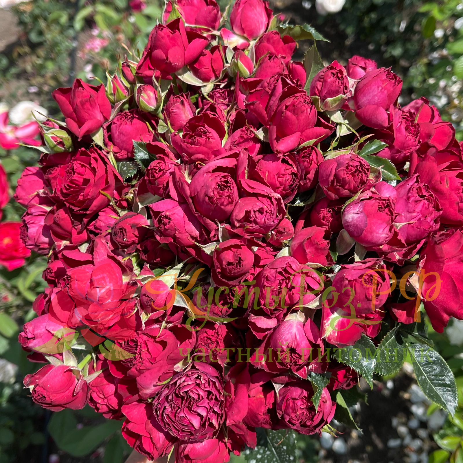 Ред Лейс (Red Lace) в Пензе