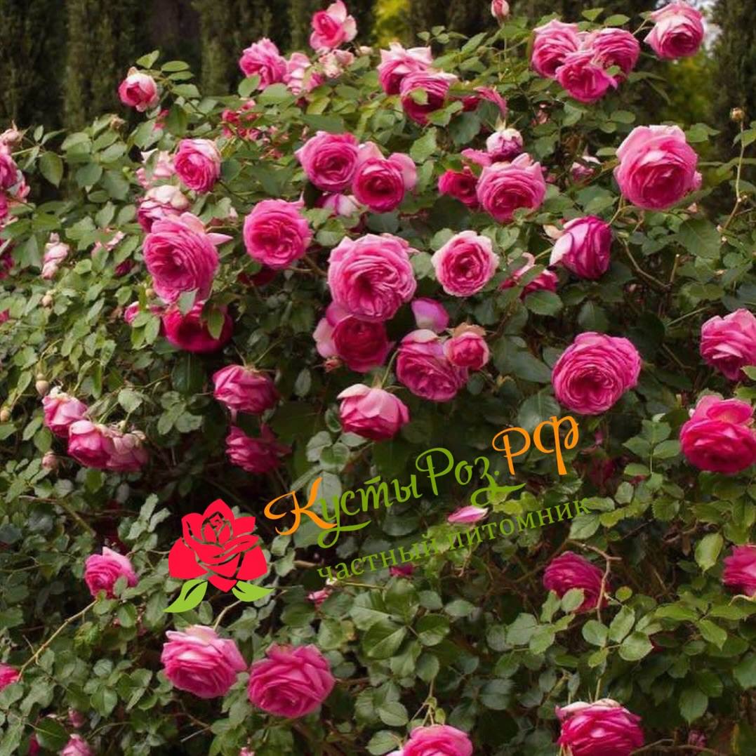 Цикламен Пьер де Ронсар (Cyclamen Pierre de Ronsard) в Пензе