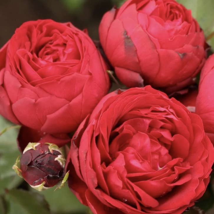 Тиль Уленшпигель  в Пензе