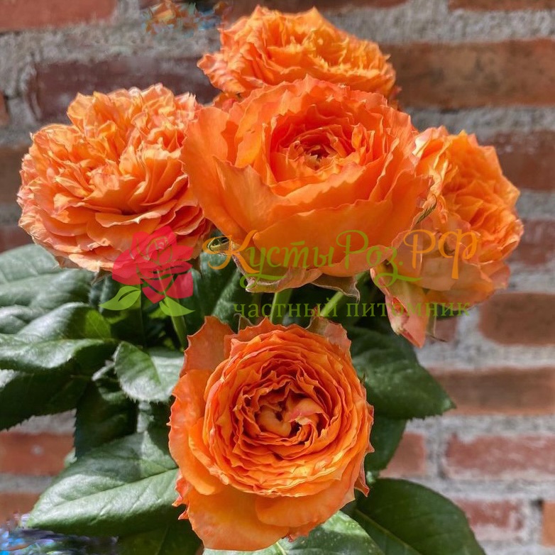 Оранж Романтика (Orange Romantica) в Пензе
