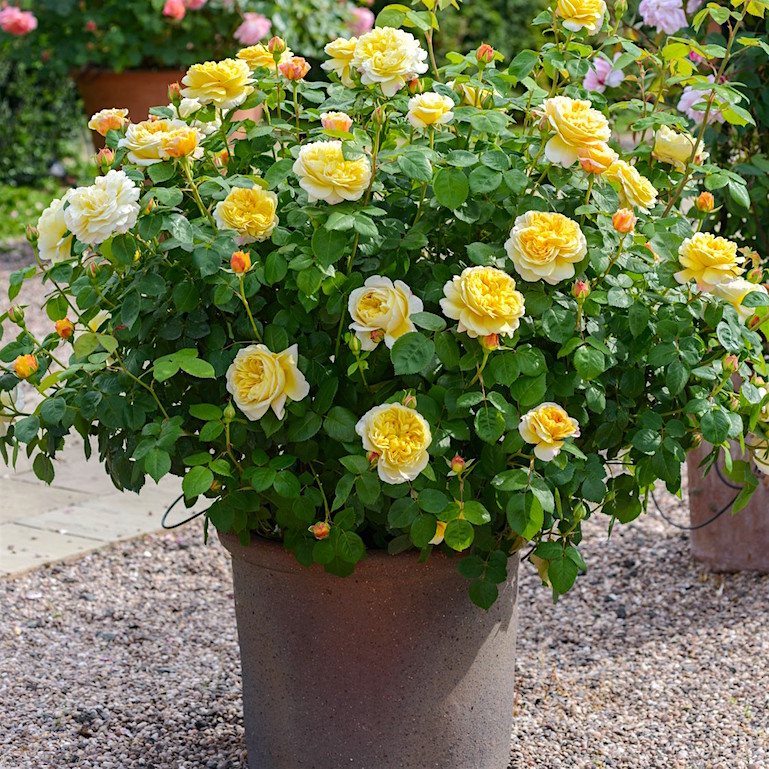 Чарльз Дарвин в Пензе