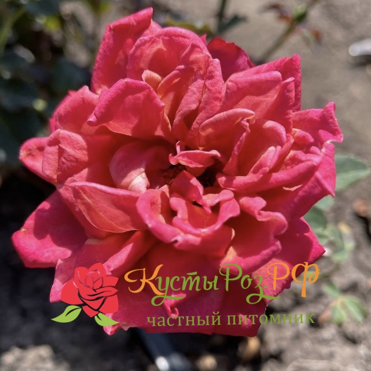 Ча-Ча (Cha-Cha) в Пензе