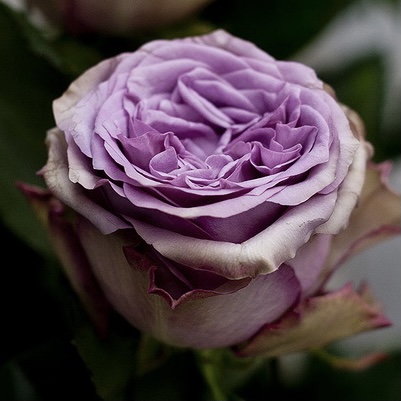 Дольчетто (Dolcetto) в Пензе