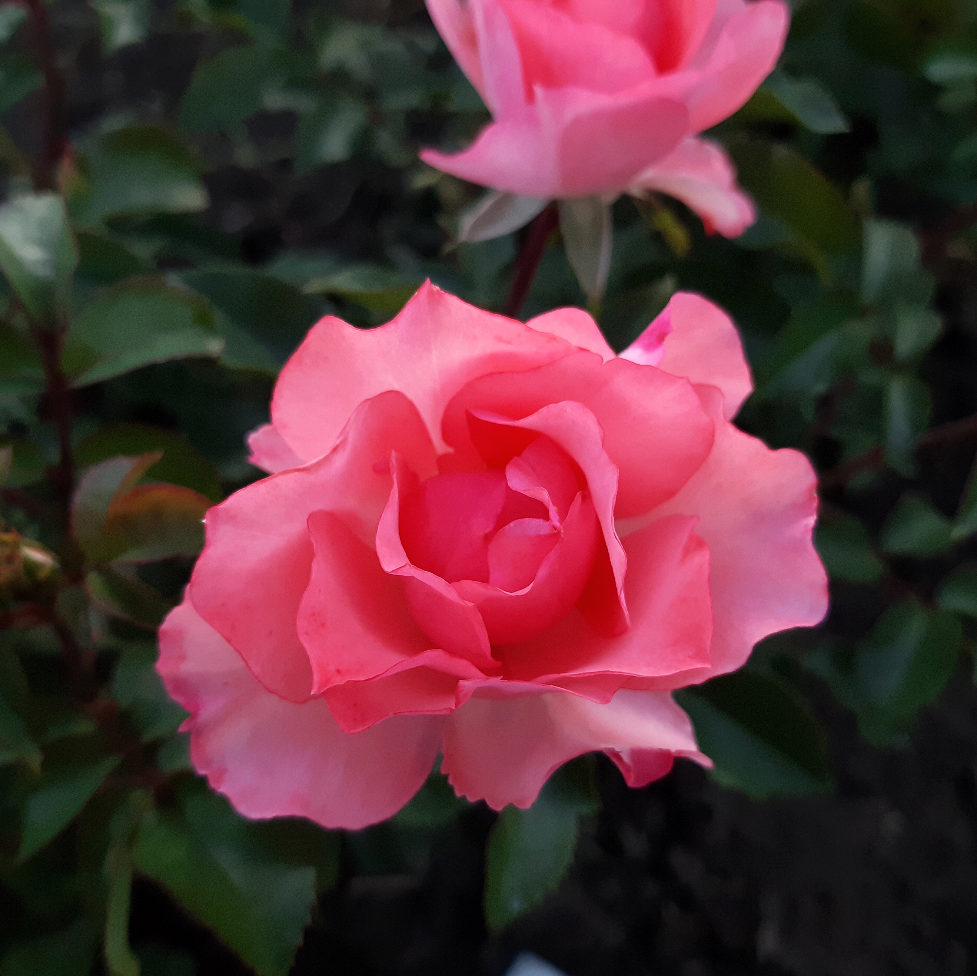 Сады Франции  (Jardins de France) в Пензе