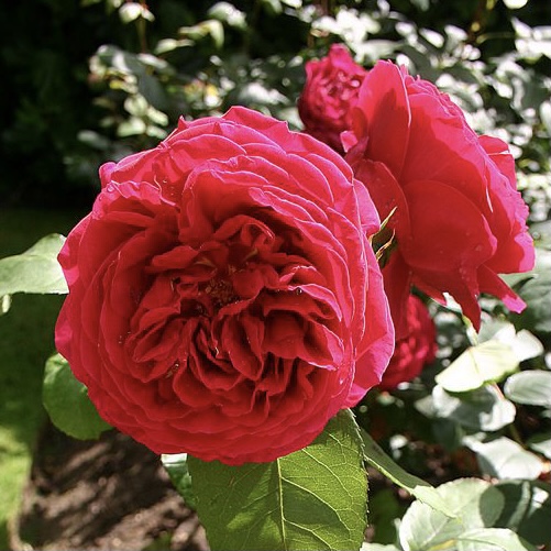 Хитклифф в Пензе