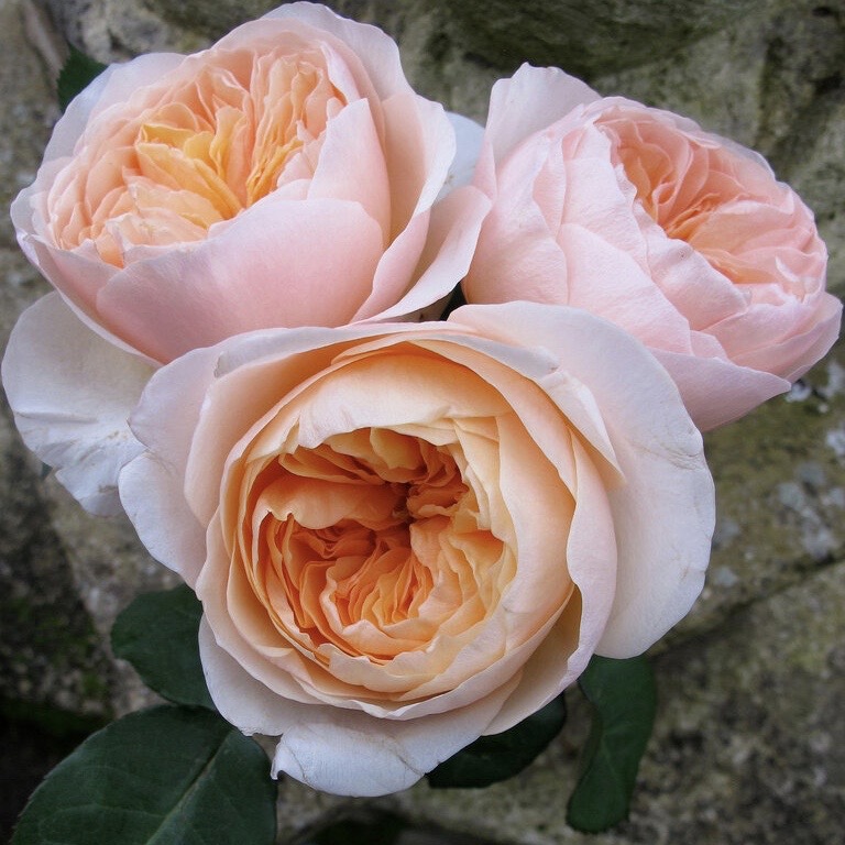 Джульетта (Juliet ) в Пензе
