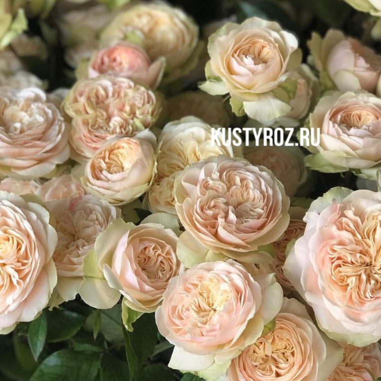 Викториан Веддинг (Victorian Wedding) в Пензе