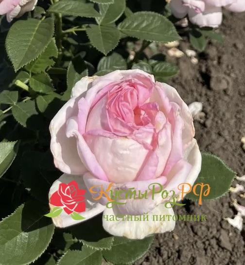 Эмейзинг Грейс (Amazing Grace) в Пензе