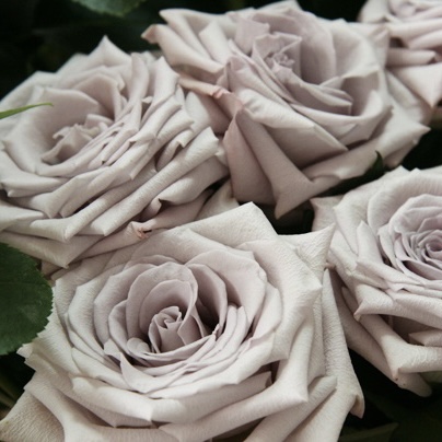 Мента в Пензе