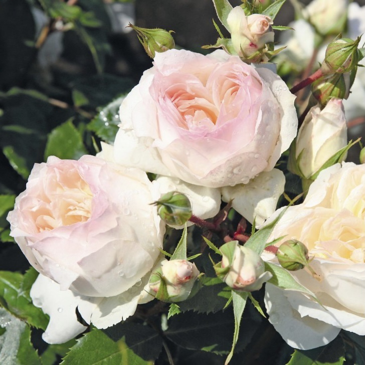 Стефани Баронин цу Гуттенберг в Пензе