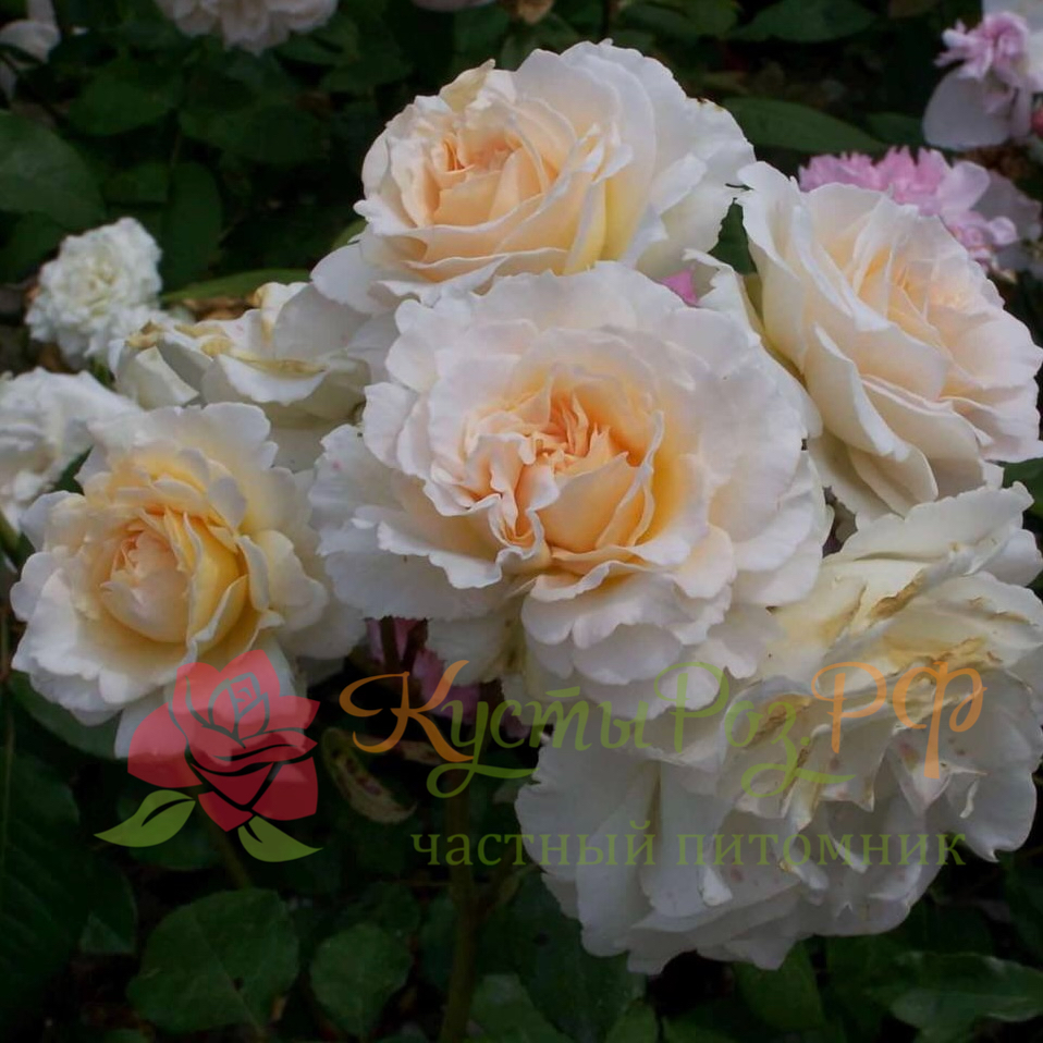 Пустыния (Poustinia) в Пензе