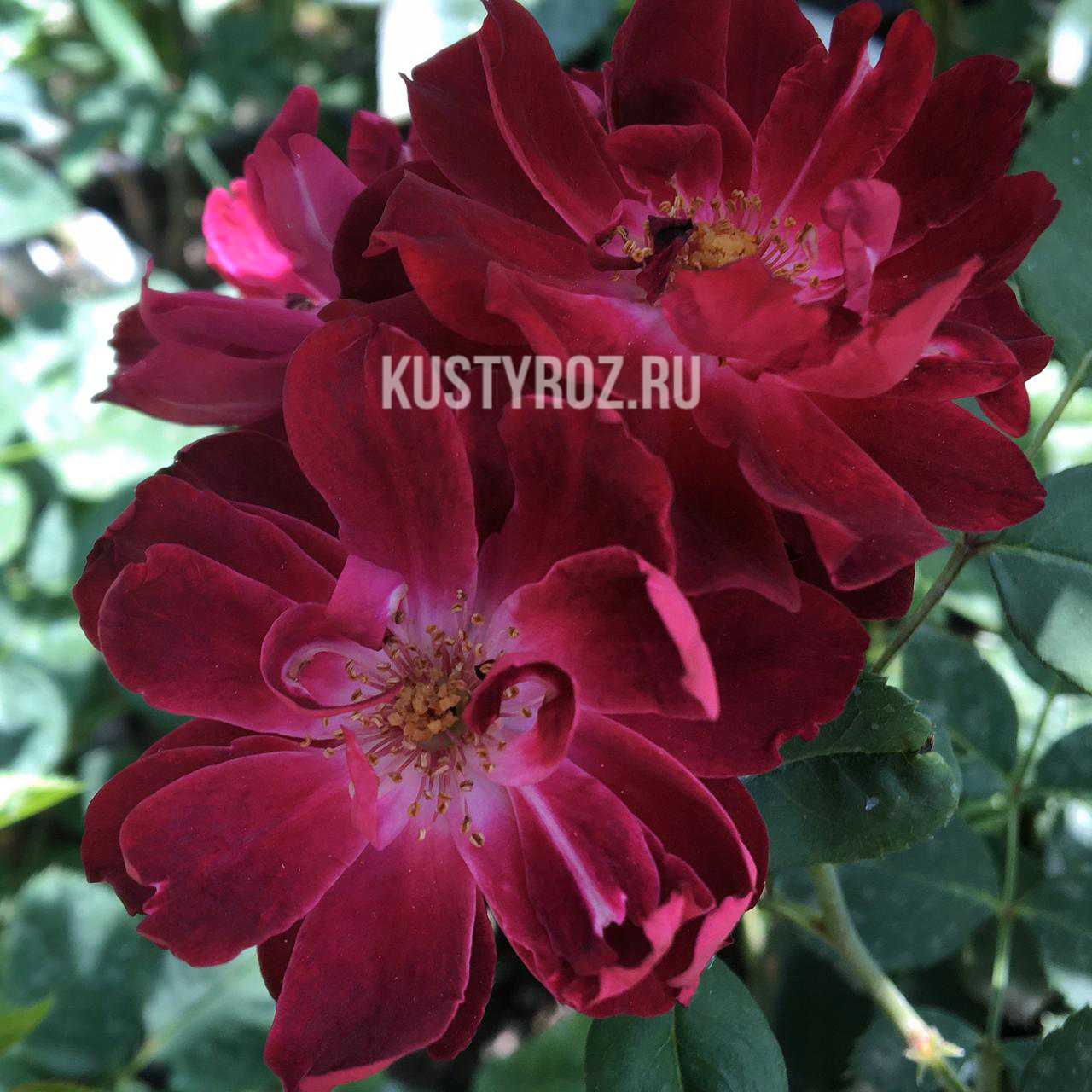 Кардинал Хьюм (Cardinal Hume) в Пензе