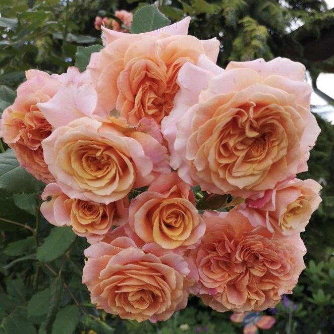 Ла Вилла Котта в Пензе