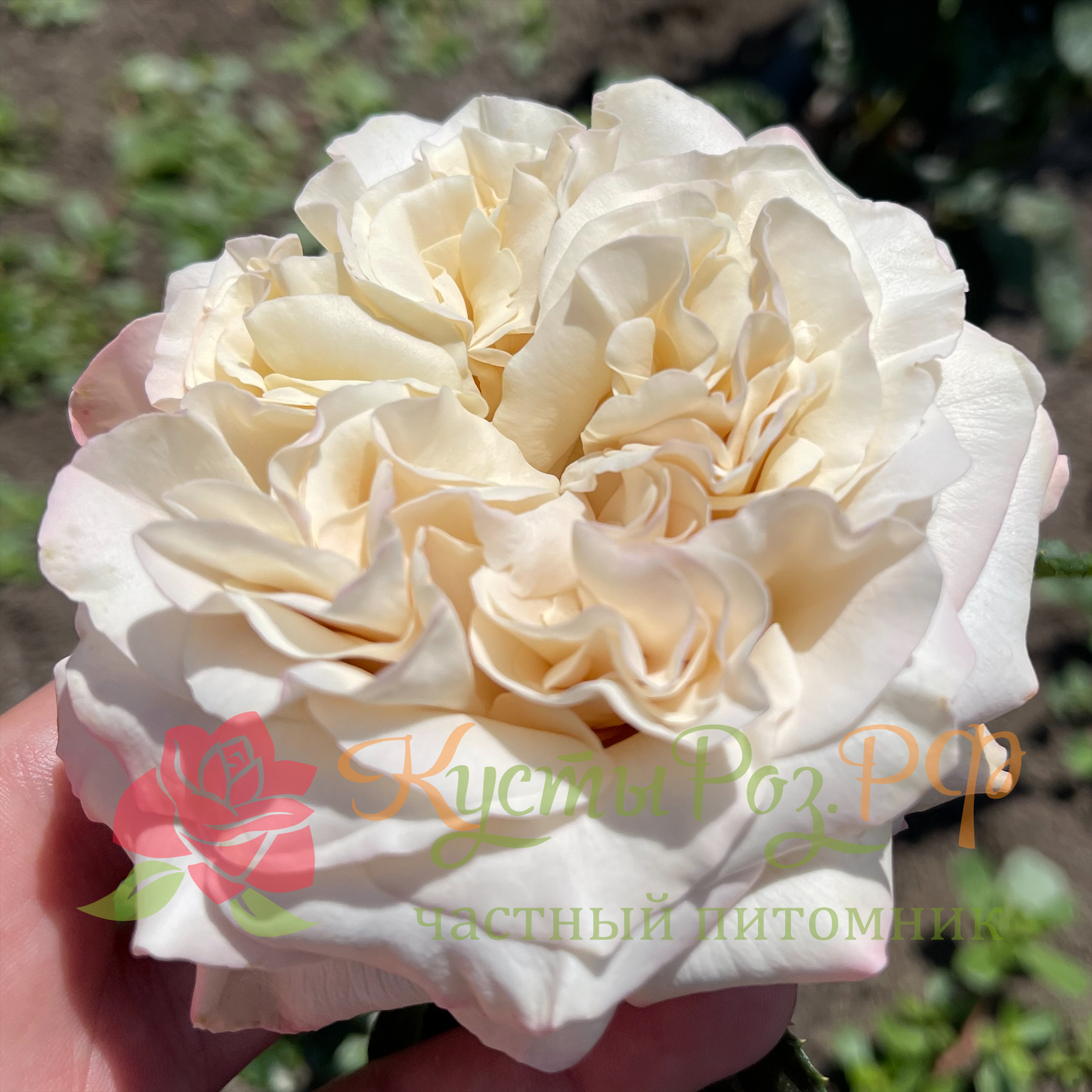 Вестминстер Эбби (Westminster Abbey) в Пензе