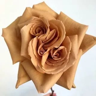 Тоффи в Пензе