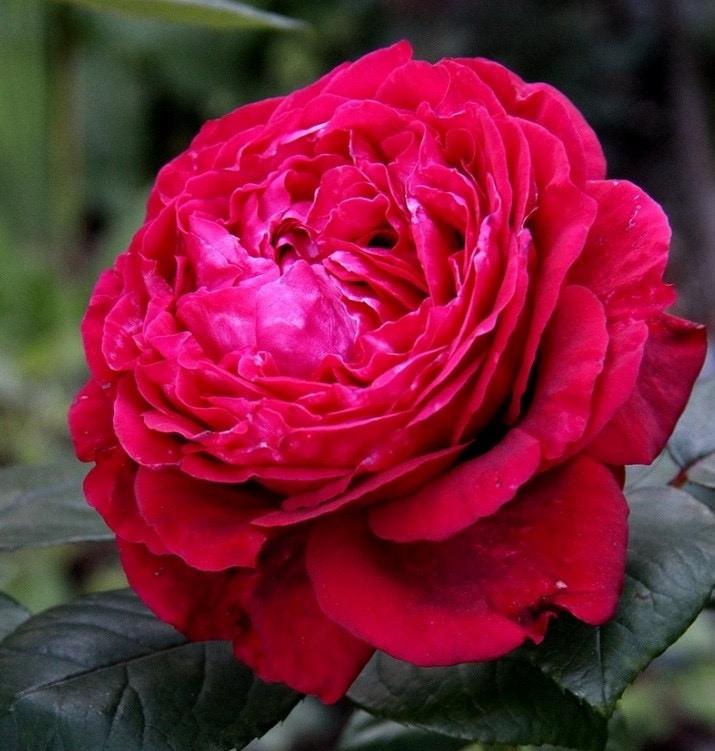 Ля Роз де Кватрэ Вен  ( Rose des 4 Vents) в Пензе