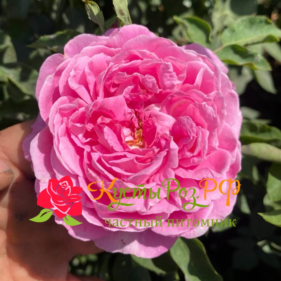 Викс Каприз (Vick’s Caprice) в Пензе
