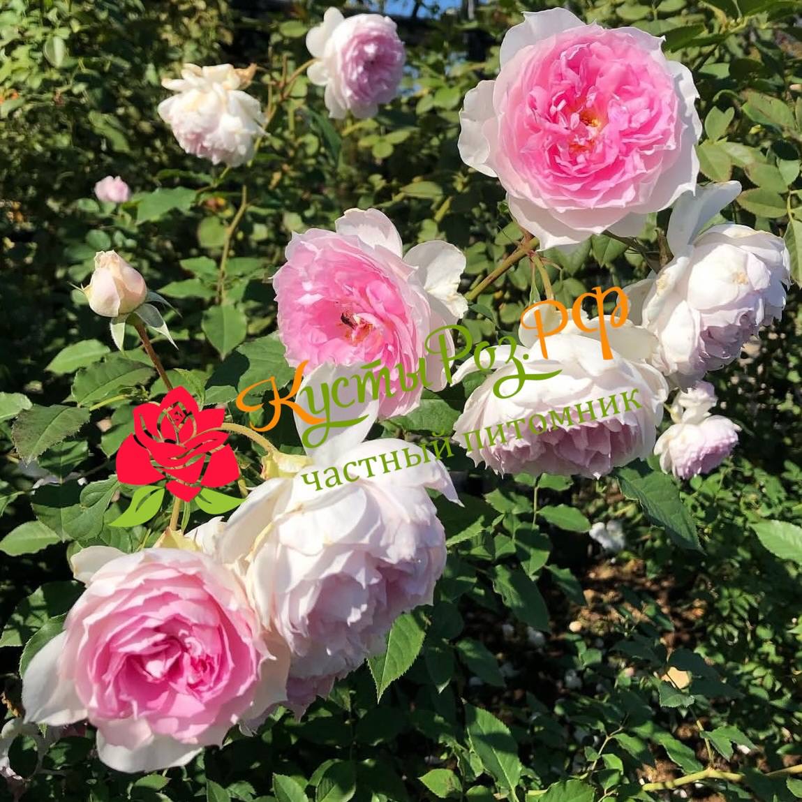 Шалимар (Shalimar) в Пензе