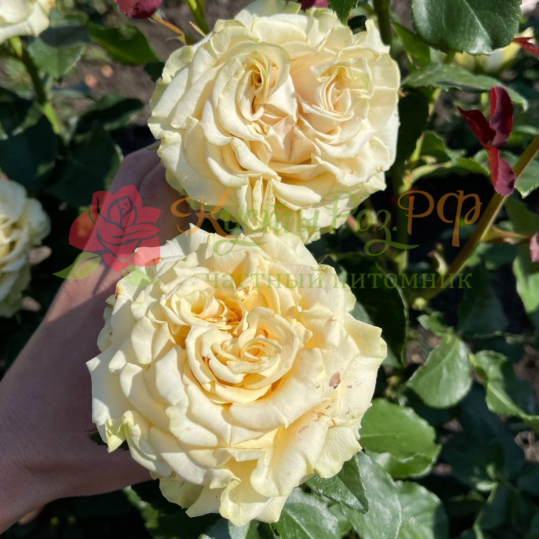 Марвел (Marvel) в Пензе