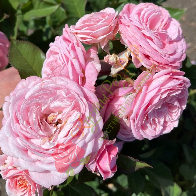 Розеграфин Мария Генриетта (Rosengräfin Marie Henriette) в Пензе
