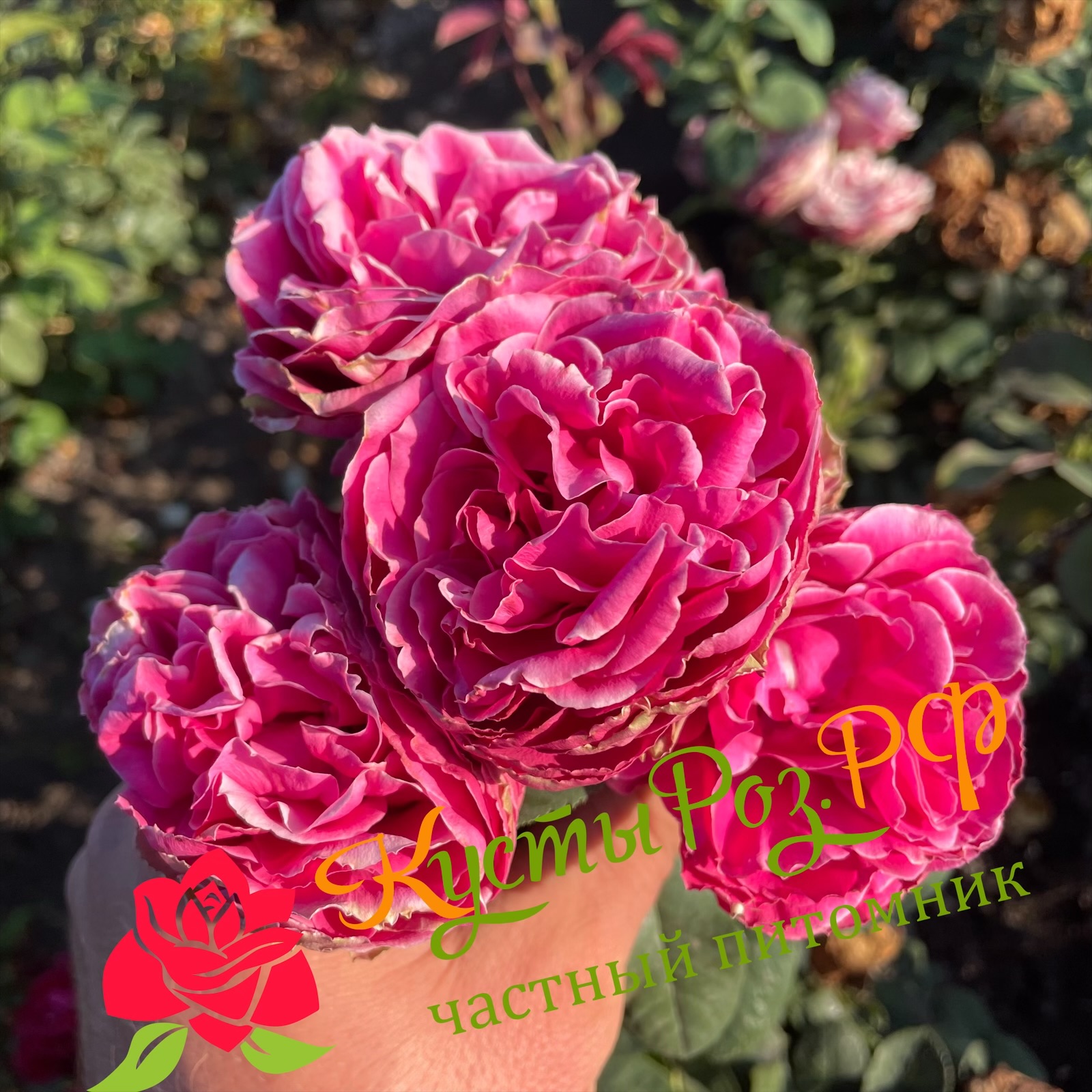 Хот Пинк Лейс (Hot Pink Lace) в Пензе