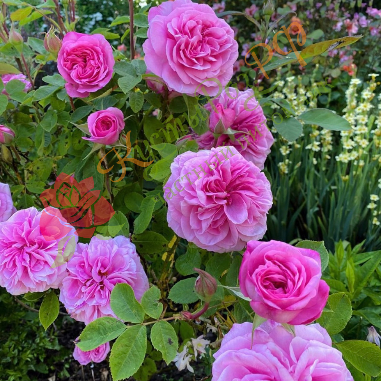 Гертруда Джекилл (Gertrude Jekyll) в Пензе