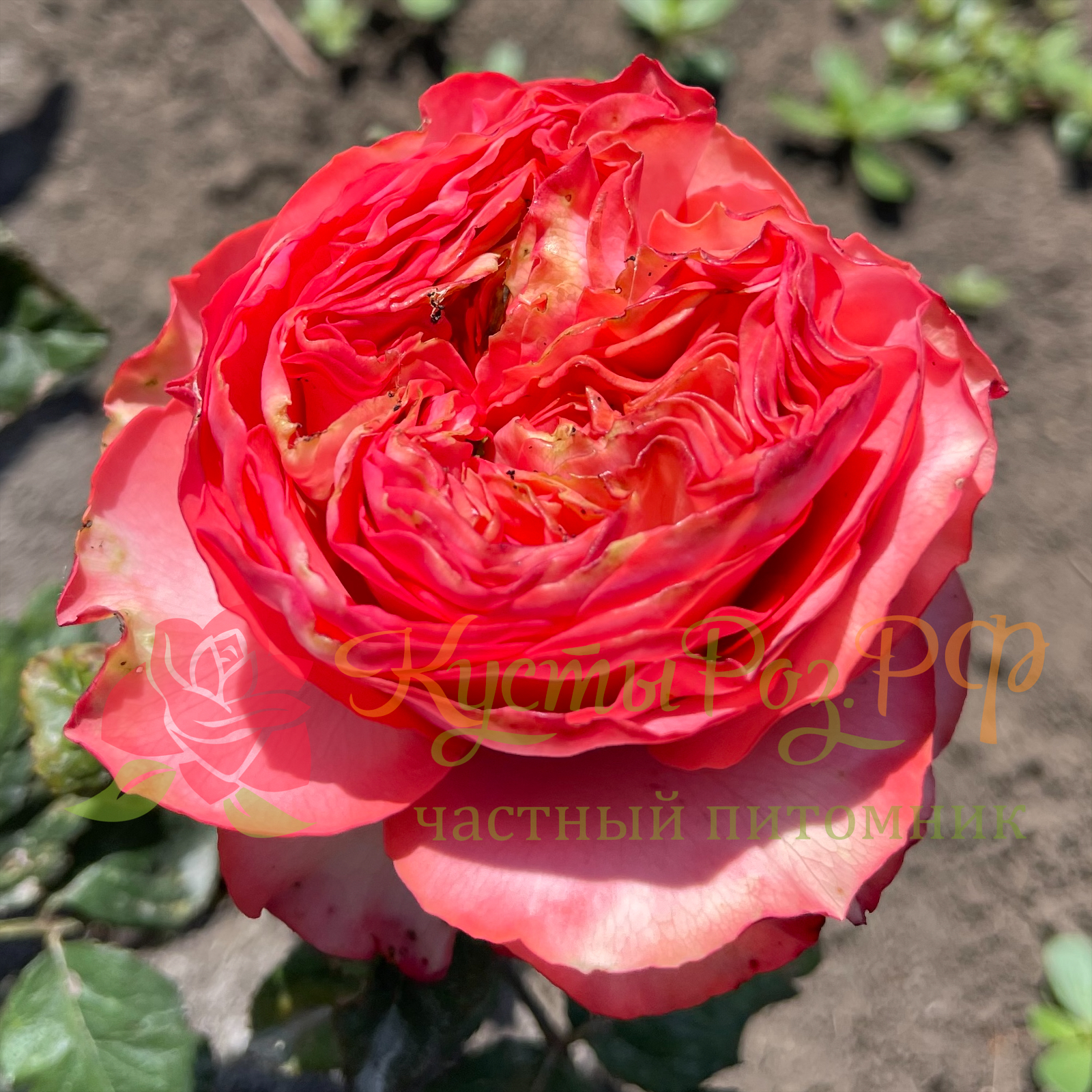 Корал Реева (Coral Reeva) в Пензе